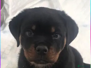 Rottweiler dogs Last girl left. kc rottweilers - Advert 12