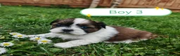 Shih Tzu dogs for sale: 💕 Adorable pure bred Shih Tzu puppies 💖  - Advert 10