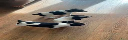Jack Russell dogs for sale: Beautiful Jack Russell Girls Available  - Advert 16