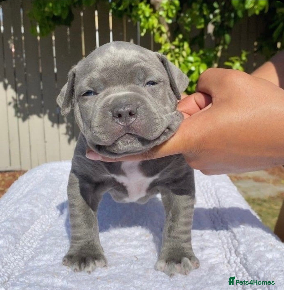 French Bulldog dogs Beautiful French Bulldog Looking for Loving Home - Advert 1