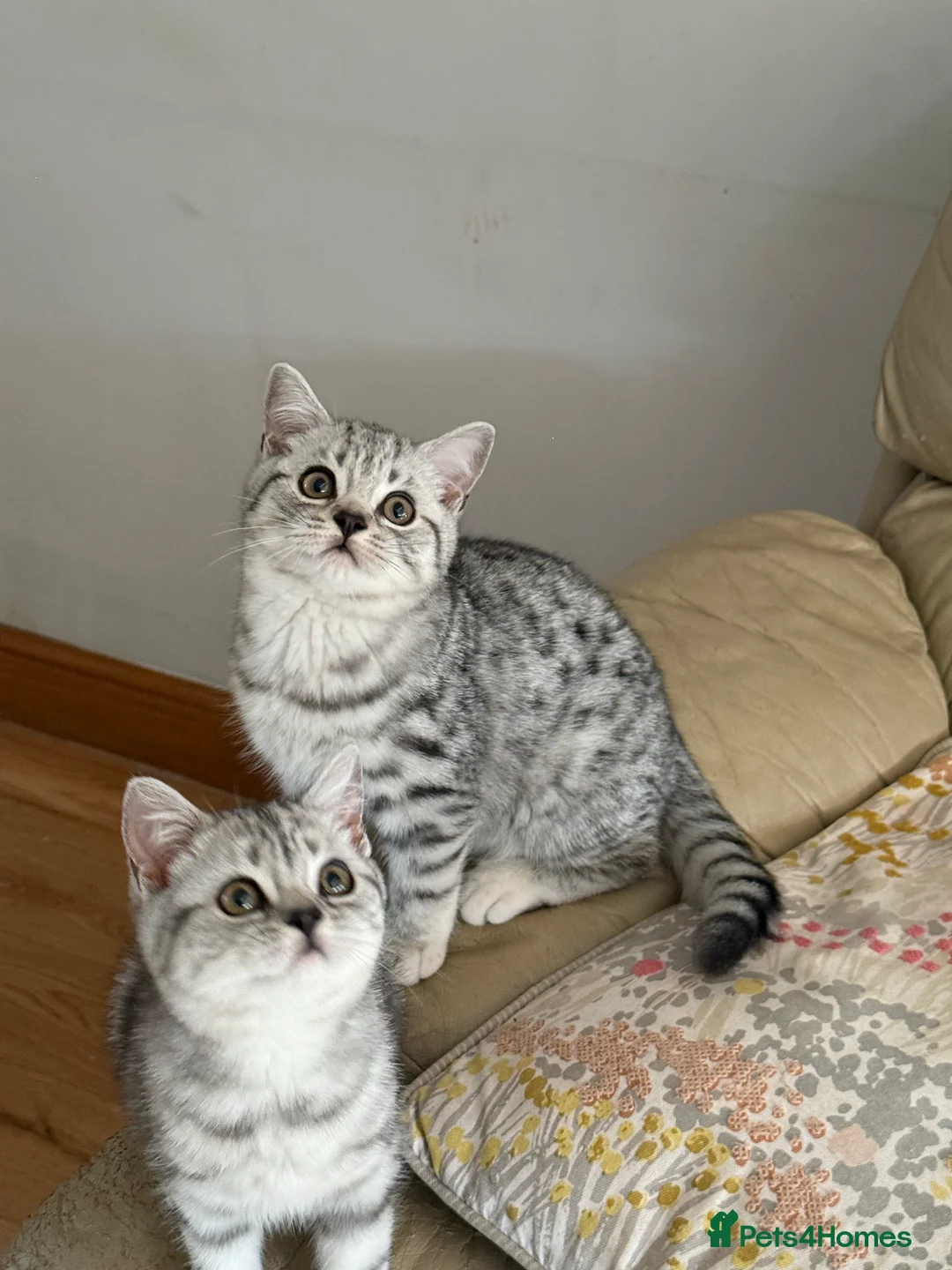 British Shorthair cats for sale: Top quality stunning British shorthair silvers - Advert 14