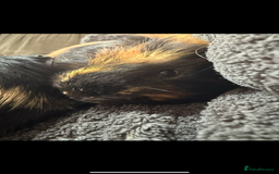 Guinea Pig rodents for sale: 3 male Guinea pigs- Bish, Badger & Mozey  - Image 5