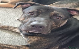 Mixed Breed dogs for sale: German shepherd X - Image 2