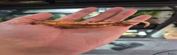 Gecko reptiles for sale: Crested geckos - Advert 8
