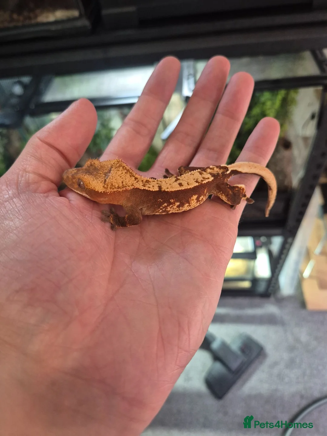 Gecko reptiles for sale: Crested geckos - Advert 8