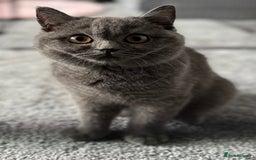 British Shorthair cats for sale: British shorthair kittens  - Image 3