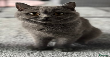 British Shorthair cats - Advert 8