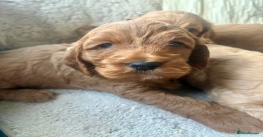 Cockapoo dogs - Advert 4