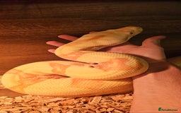 Snake reptiles for sale: Reptile rehoming - Image 7