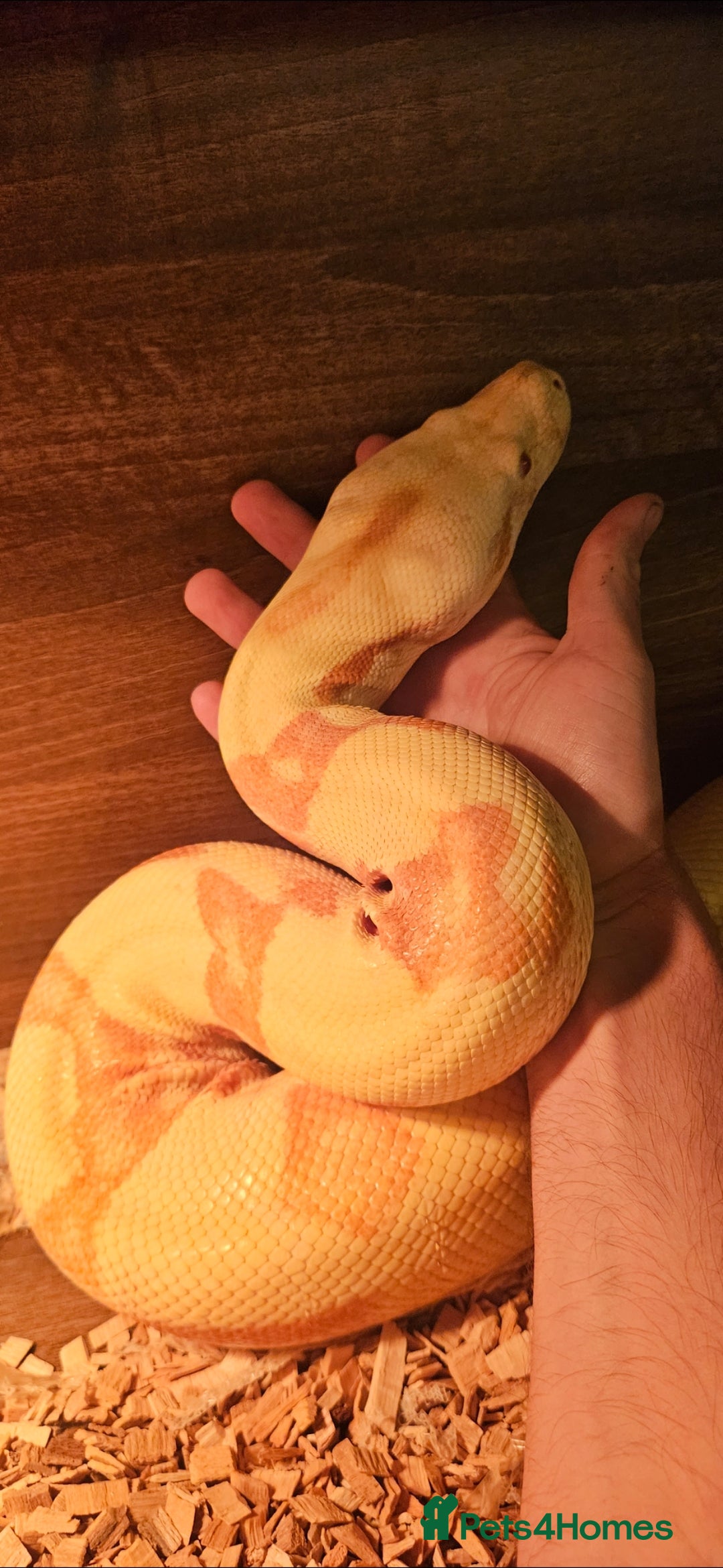 Snake reptiles for sale: Reptile rehoming - Image 7