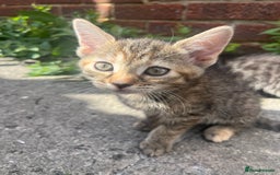 Domestic Shorthair cats for sale: Gorgeous litter of kittens  - Image 9