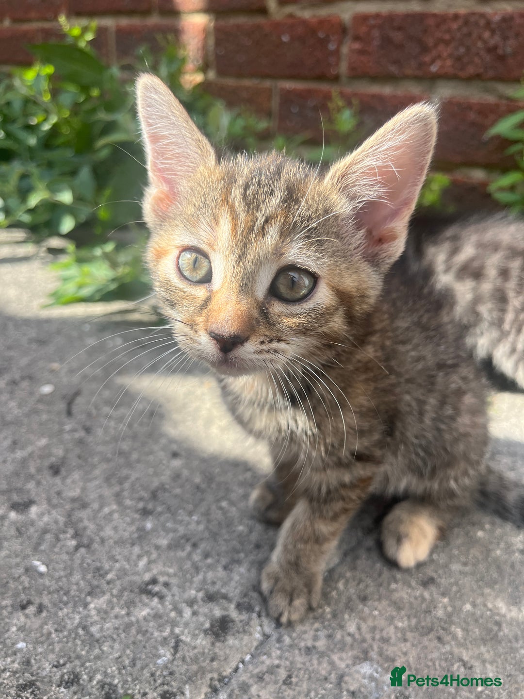 Domestic Shorthair cats for sale: Gorgeous litter of kittens  - Image 9