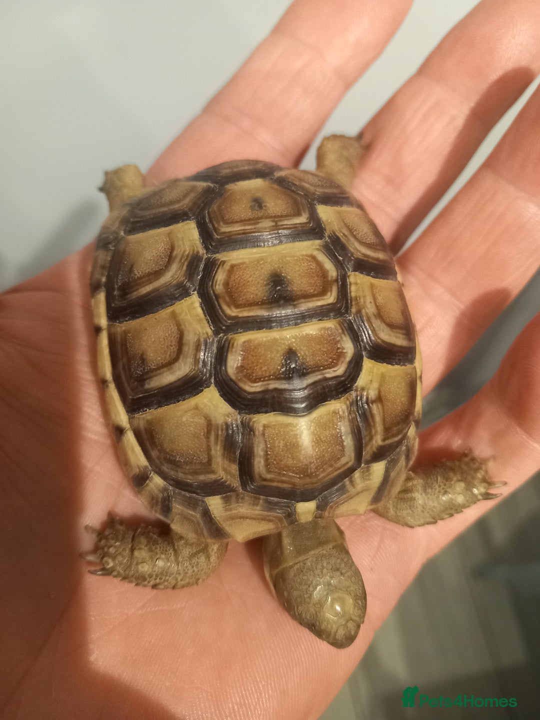 Tortoise reptiles for sale: Greek Tortoise (Spur thighed)  - Image 2