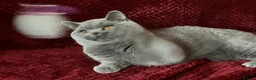 British Shorthair cats for sale: GCCF British Shorthair Boy Stunning Amber Eyes Now - Advert 6