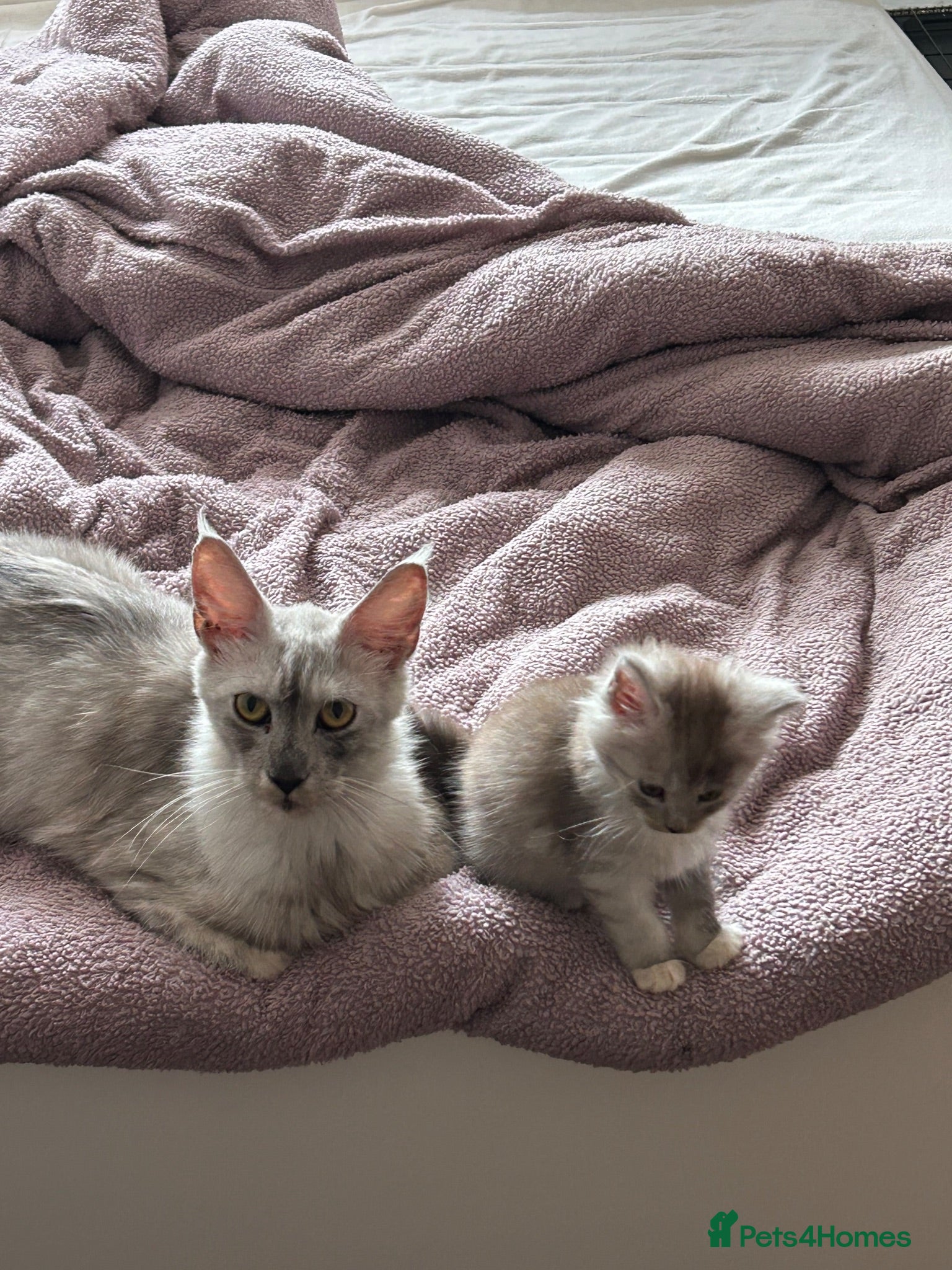 Maine Coon cats Black smoke Maine coon kittens - Advert 3
