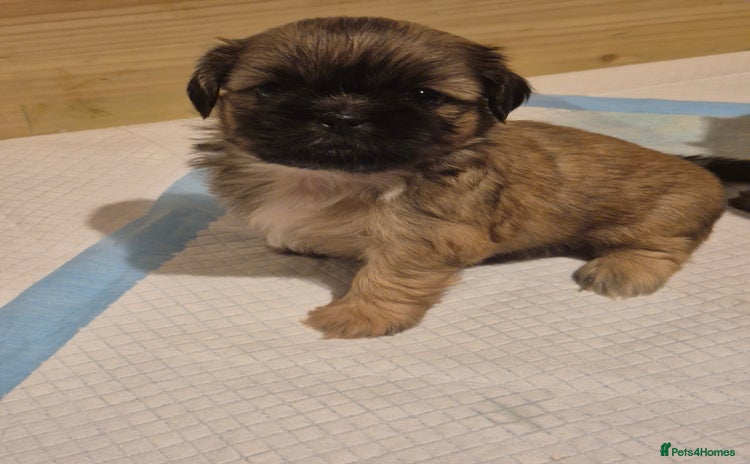 Shih Tzu dogs - Advert 8