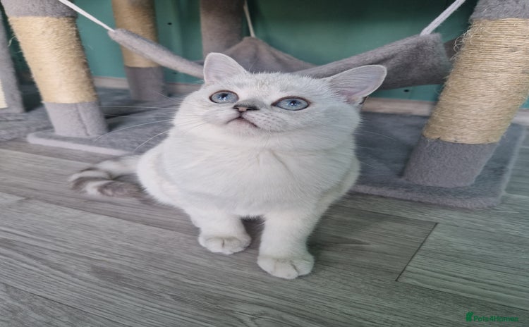 Scottish Fold cats - Advert 7