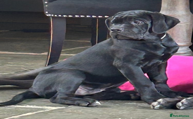 Cane Corso dogs in Newark - Advert 10