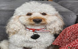 Cavapoo dogs for stud: Cavapoo male for stud in London  - Image 9