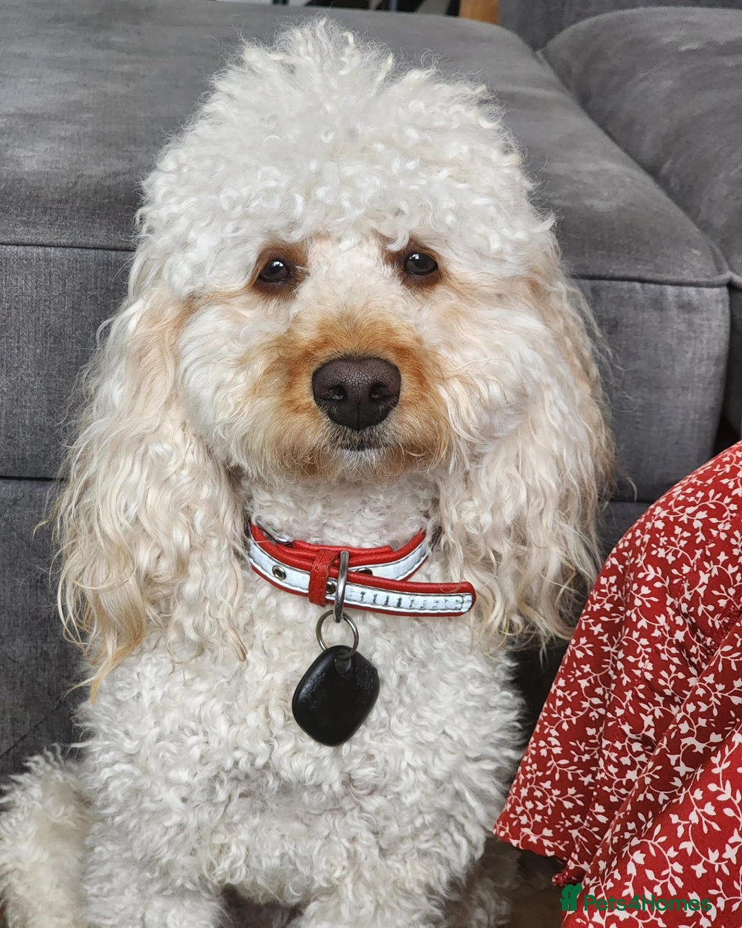 Cavapoo dogs for stud: Cavapoo male for stud in London  - Image 9