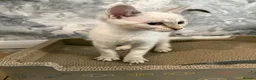 Mixed Breed cats for sale: White/cream female kitten - Advert 3