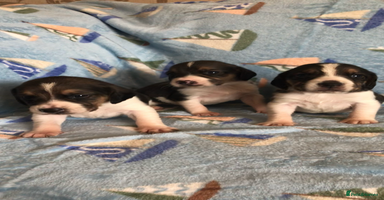 Beagle dogs 💕Health tested beagle puppies 💕 - Advert 16