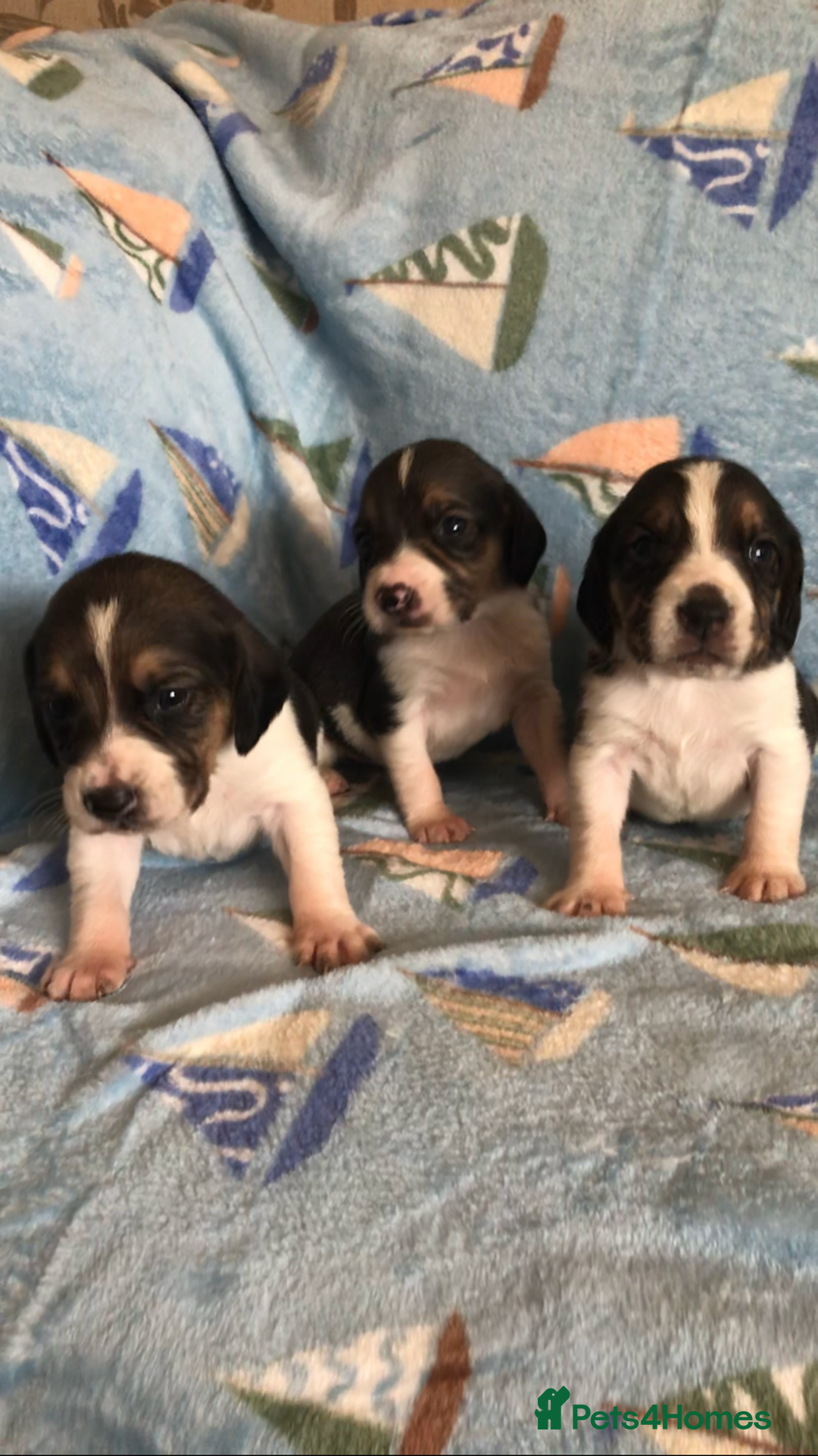 Beagle dogs for sale: 💕Health tested beagle puppies 💕 - Advert 2