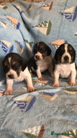 Beagle dogs 💕Health tested beagle puppies 💕 - Advert 4