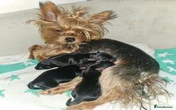 Yorkshire Terrier dogs for sale: Yorkshire terrier (miniature) - Image 3