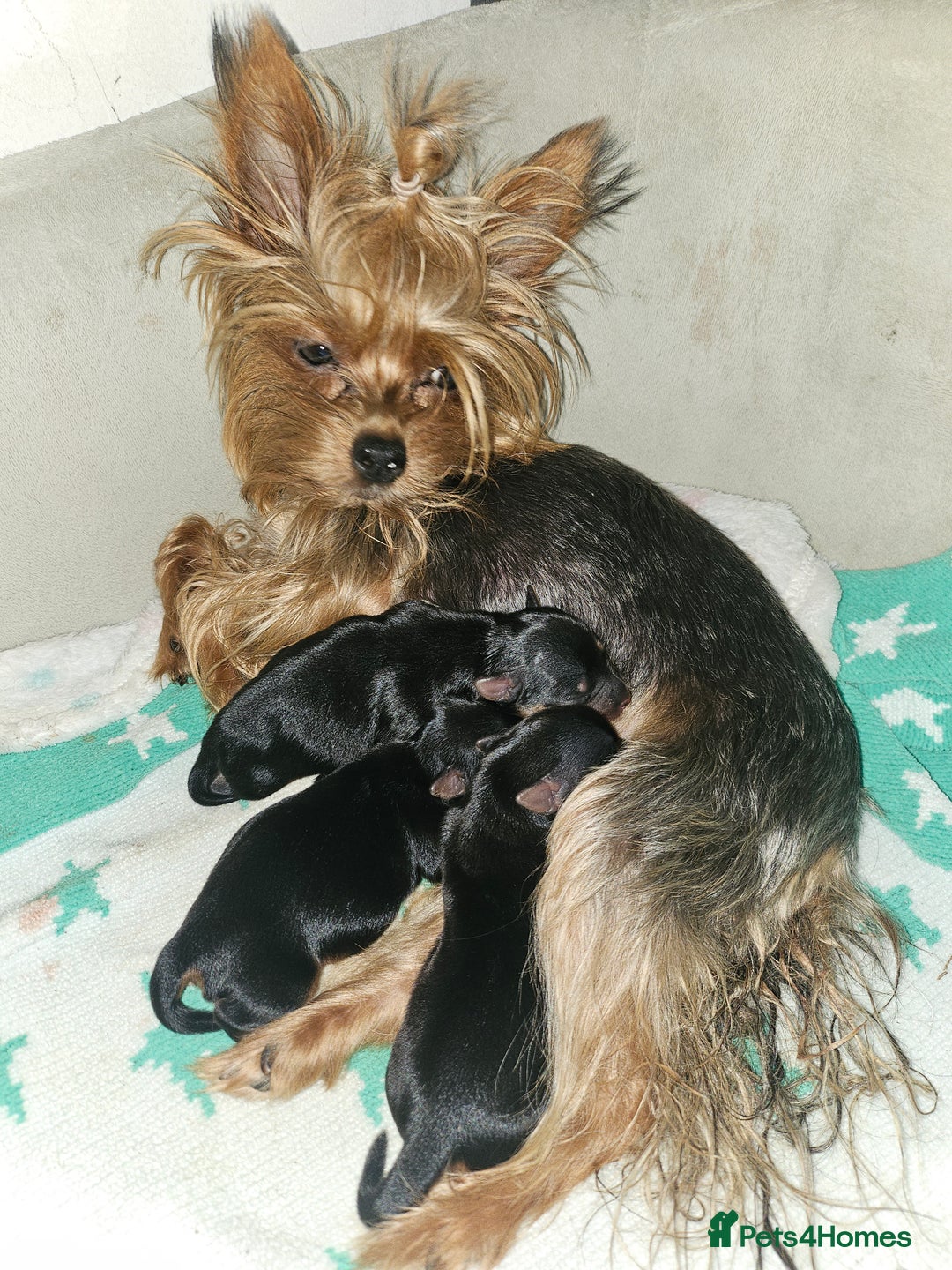Yorkshire Terrier dogs for sale: Yorkshire terrier (miniature) - Image 3