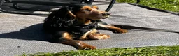 Field Spaniel dogs for stud: Beautiful spaniel for stud  - Advert 1