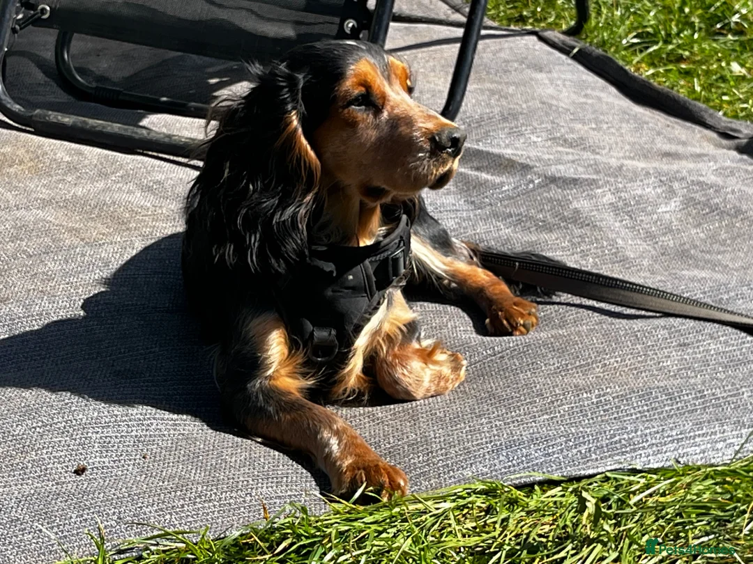 Field Spaniel dogs for stud: Beautiful spaniel for stud  - Advert 1