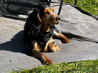 Field Spaniel dogs Beautiful spaniel for stud - Advert 1