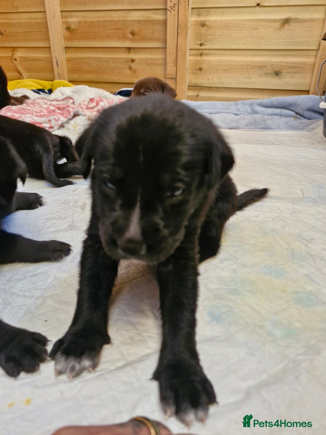 Mixed Breed dogs for sale: Dalmatian shepherd  - Image 7