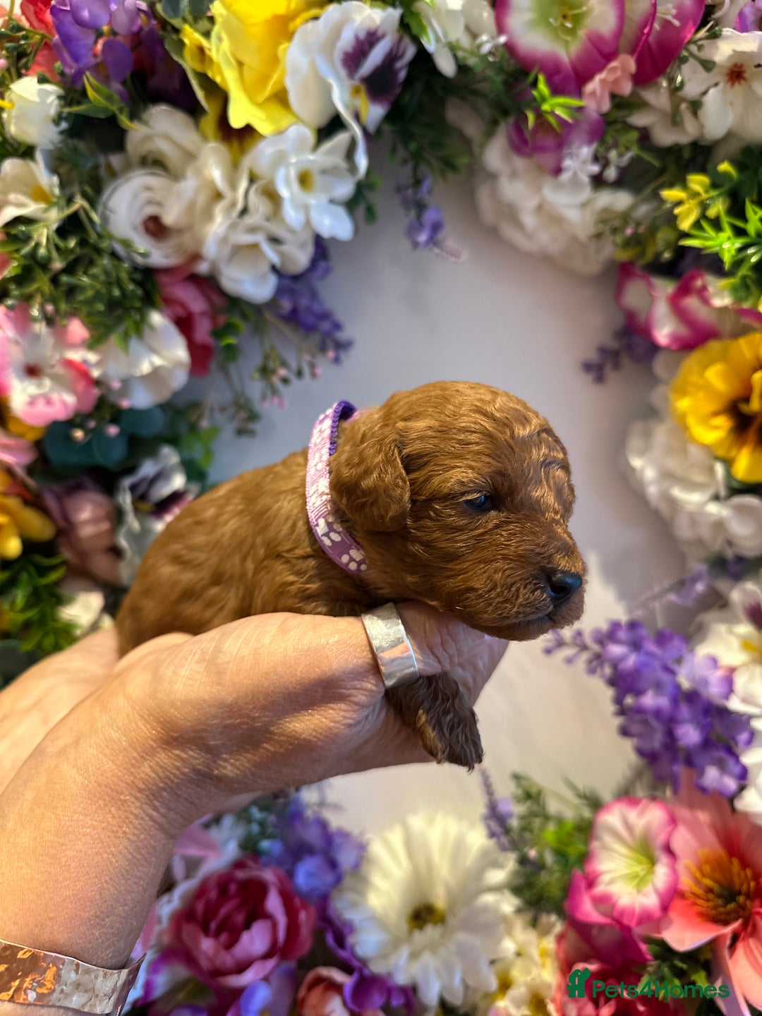 Cavapoo dogs for sale: STUNNING DEEP RED CAVAPOO PUPPIES  - Image 30