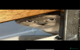 British Shorthair cats for sale: Two British short hair cats for sale - Image 4