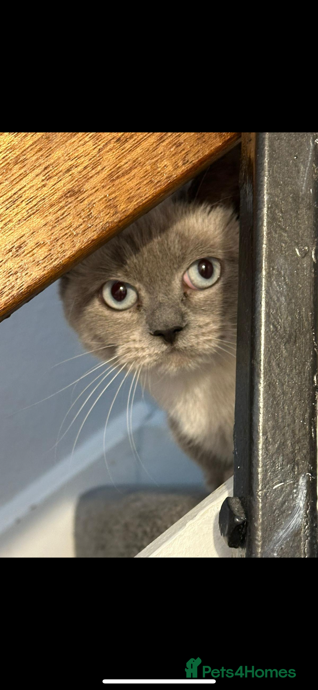 British Shorthair cats for sale: Two British short hair cats for sale - Image 4