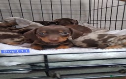 Miniature Dachshund dogs for sale: KC, PRA, STUNNING LITTER MIN,DASH😍 - Image 27
