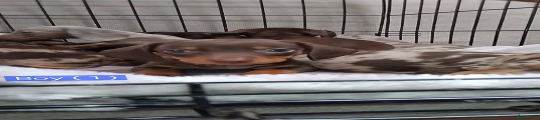 Miniature Dachshund Puppy 1