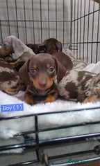 Miniature Dachshund Puppy 1