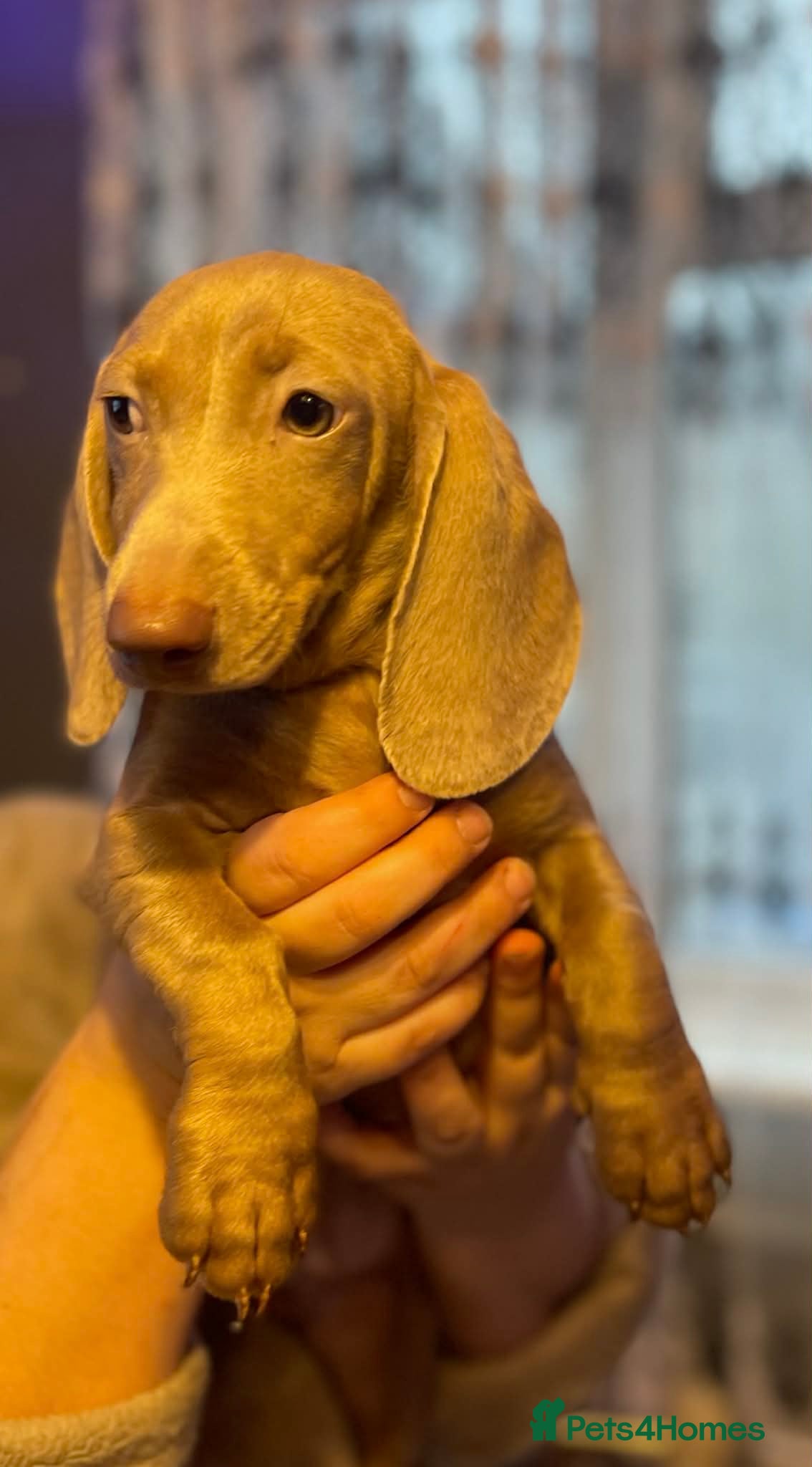 Miniature Dachshund dogs Isabelle miniature cream dachshund  - Advert 1