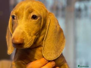 Miniature Dachshund dogs Isabelle miniature cream dachshund - Advert 1