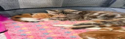 Mixed Breed cats for sale: Beautiful kittens  - Advert 11