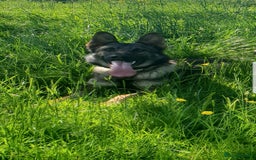 German Shepherd dogs for stud: KC sable male for stud  in Birmingham - Image 2