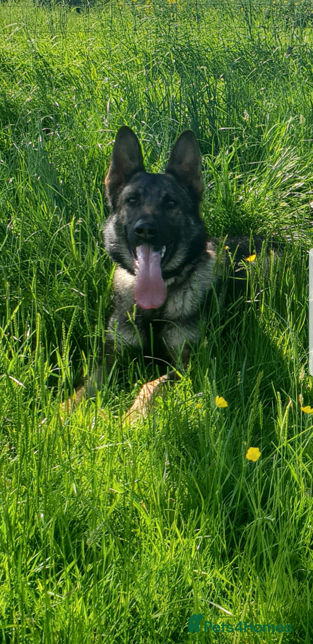 German Shepherd dogs for stud: KC sable male for stud  in Birmingham - Image 2