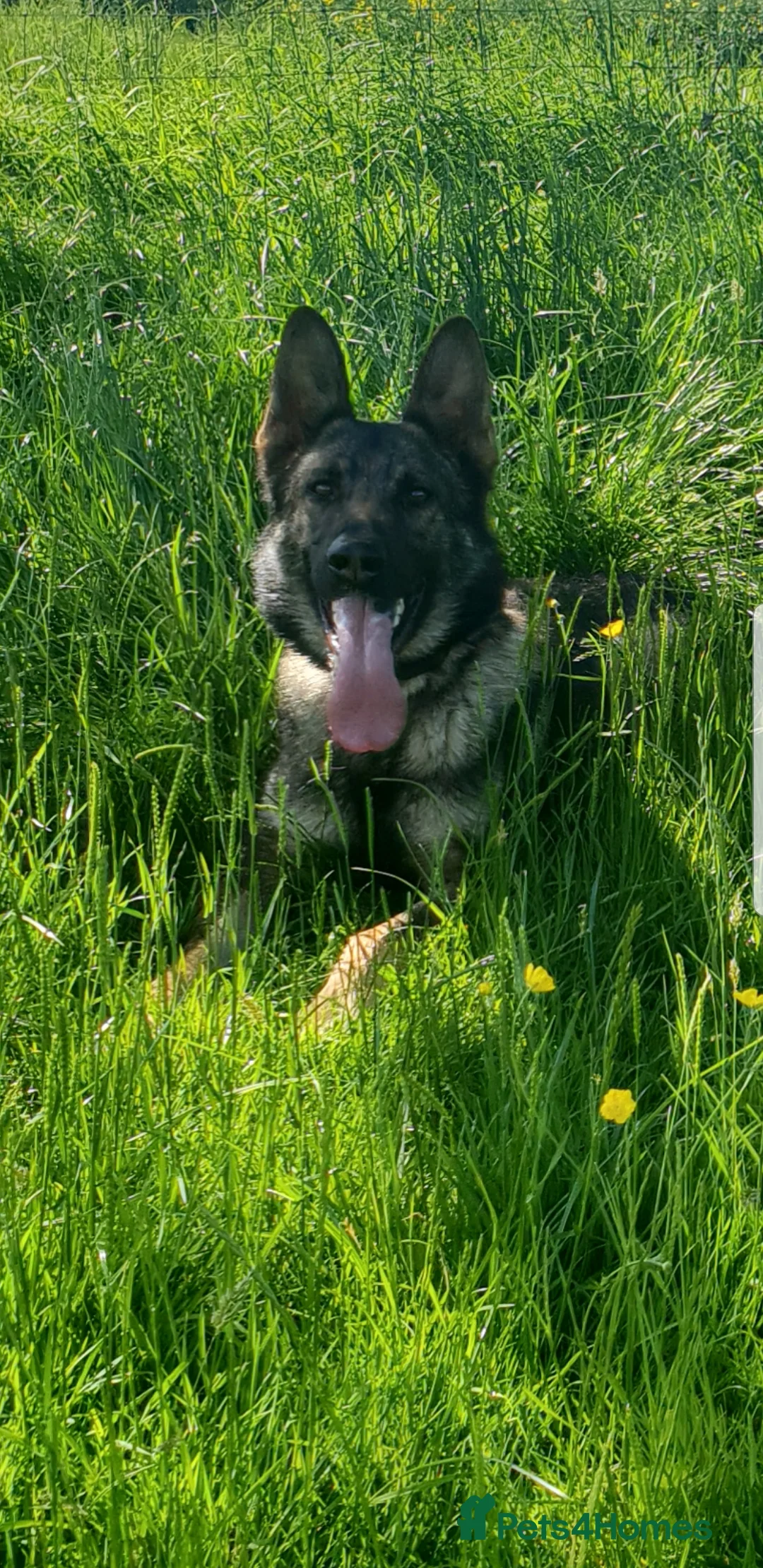 German Shepherd dogs for stud: KC sable male for stud  in Birmingham - Advert 2