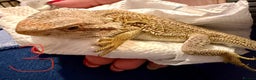 Bearded Dragon reptiles for sale: 3 x Juvenile bearded dragons  - Advert 8