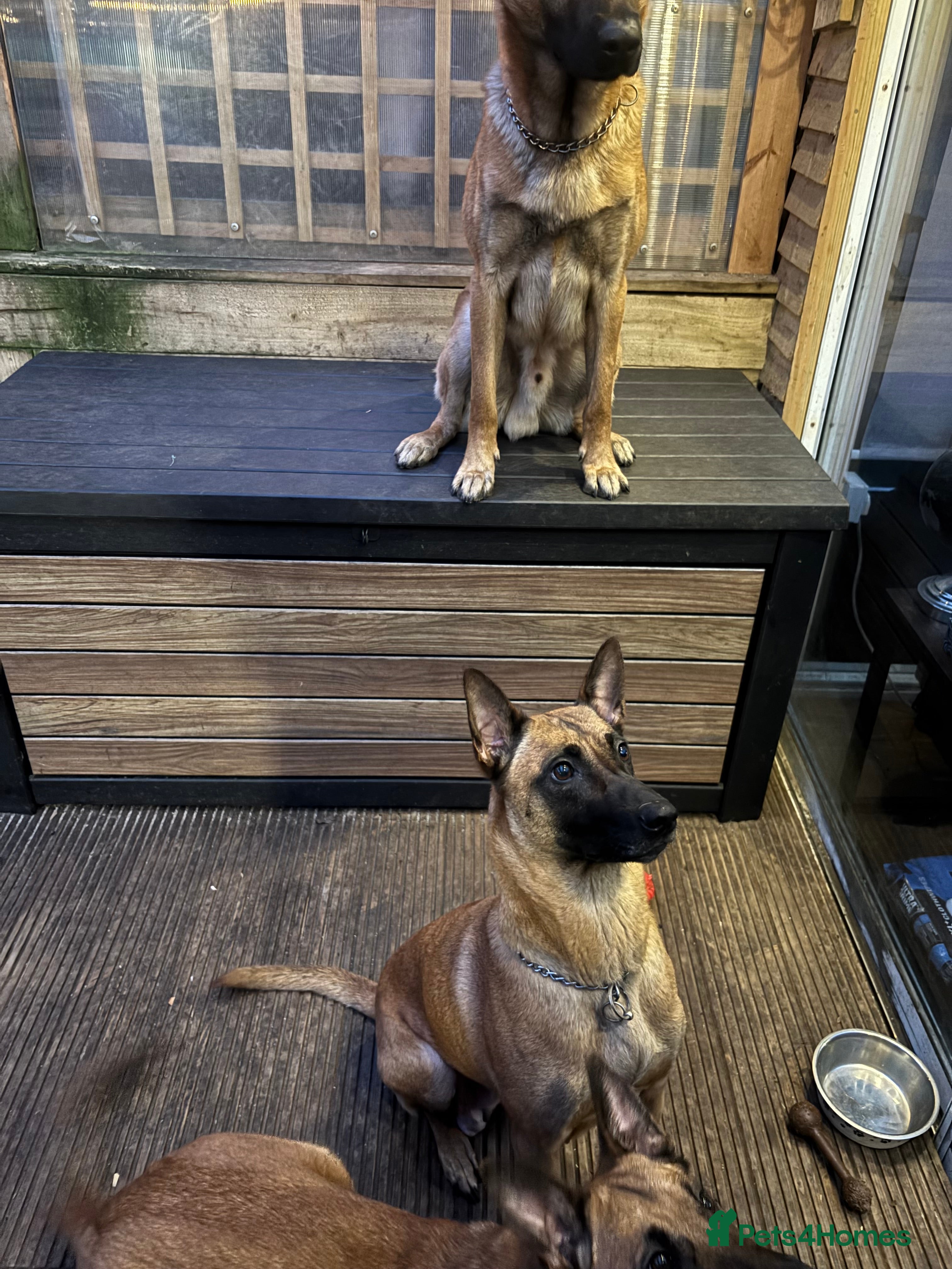 Mixed Breed dogs Malinois x GSD girl - Advert 1