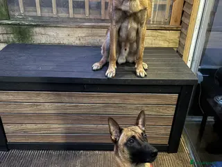 Mixed Breed dogs Malinois x GSD girl - Advert 1