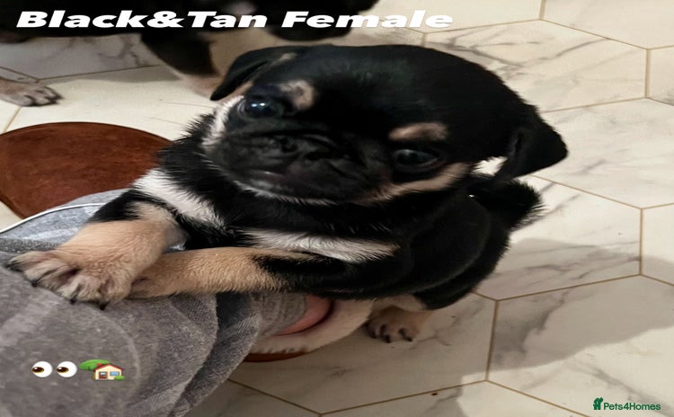 Pug dogs - Advert 2